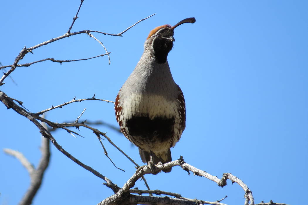 A Gambel's quail perches on a branch at Joshua Tree National Park in an updated photo. Chelsea ...