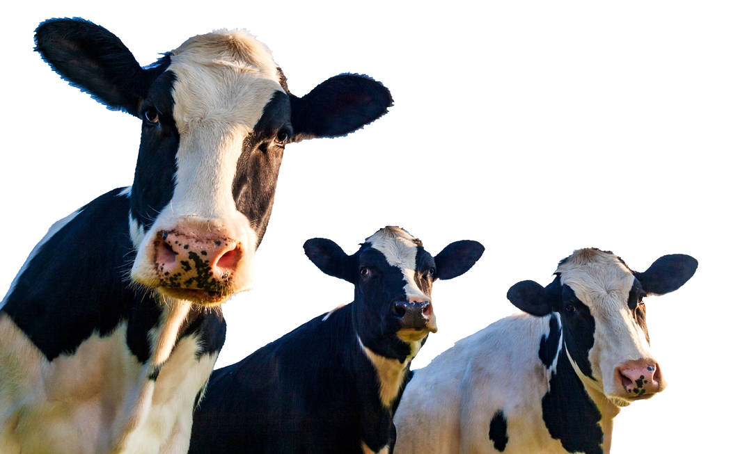 Holstein cows in the pasture with copy space in blue sky