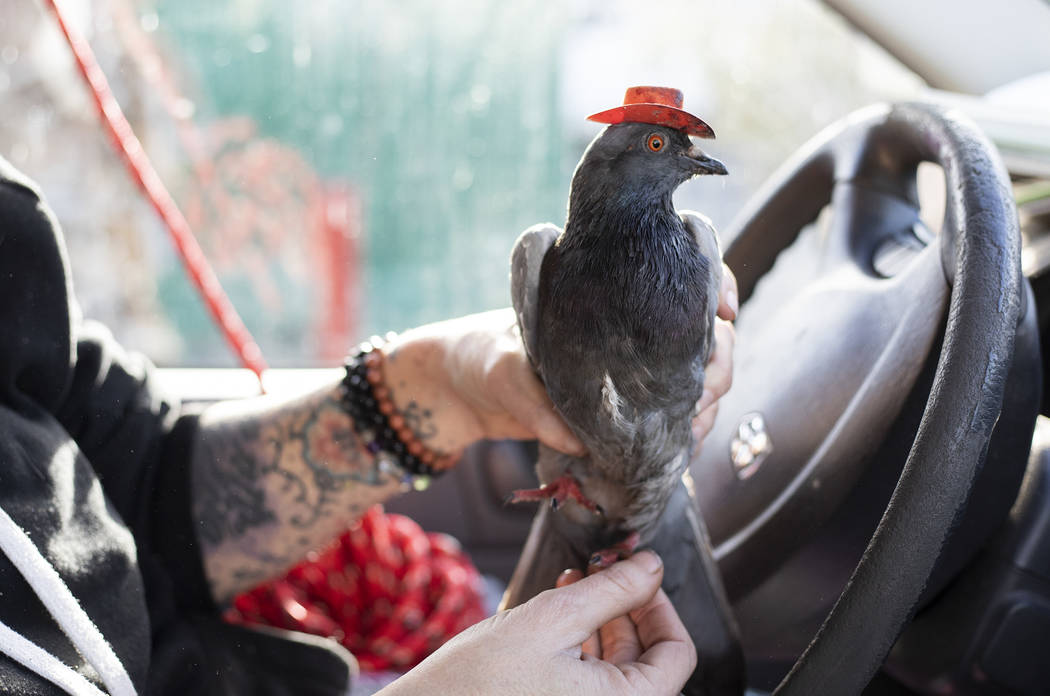 Mariah Hillman of Lofty Hopes pigeon rescue holds "Billie the Pidge" on Tuesday, Dec. ...