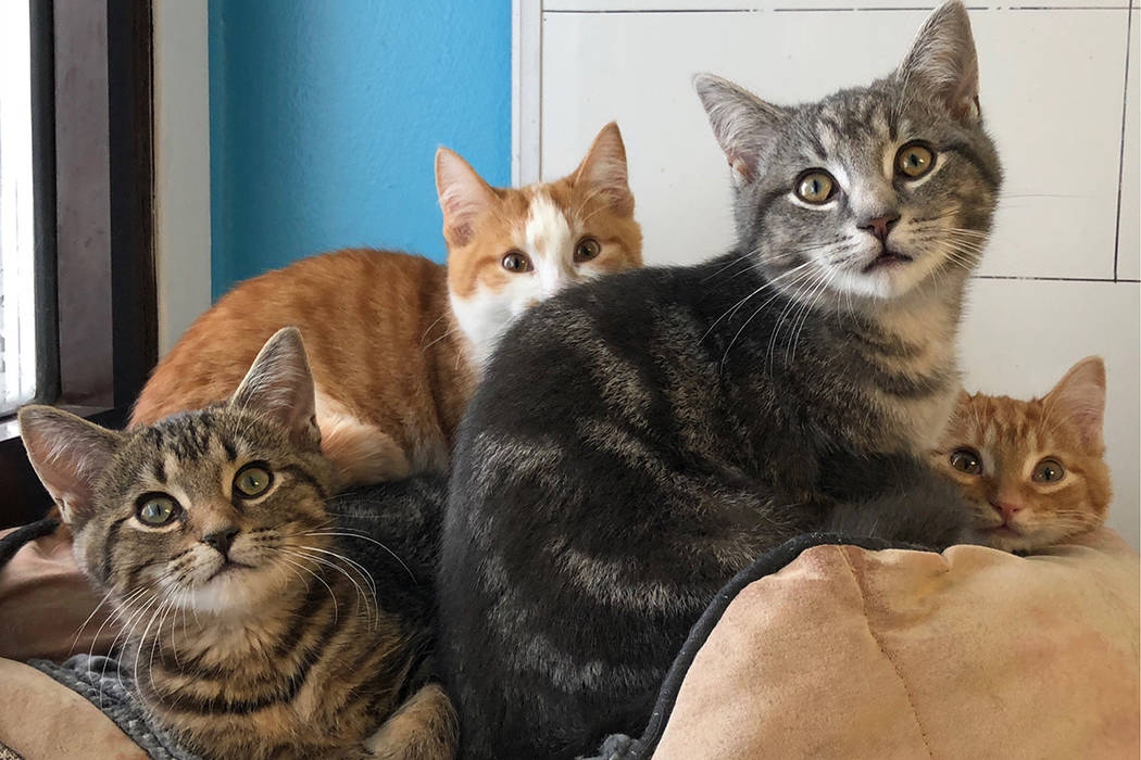 Four kittens cuddling together in bed