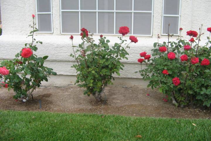 Now is the time of year for pruning roses. Make sure they are given fertilizer plus iron by the ...