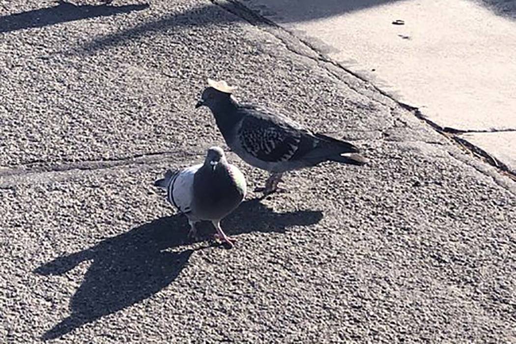 A pigeon with a sombrero in Reno. (Sabra Newby/Twitter)