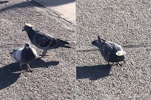 A pigeon with a sombrero in Reno. (Sabra Newby/Twitter)