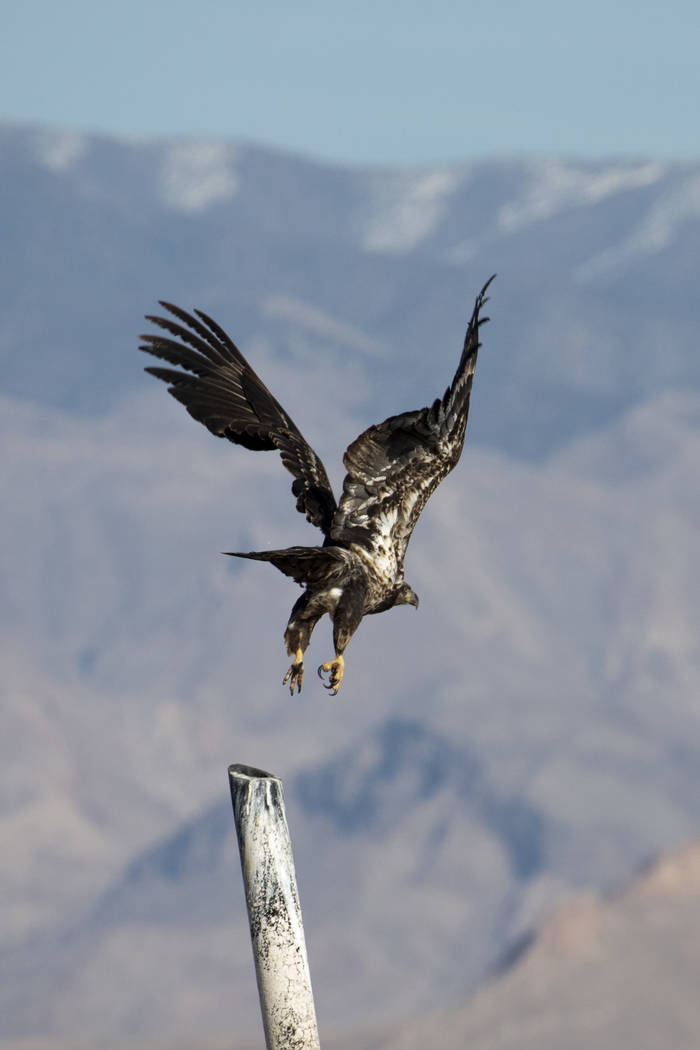 A juvenile bald eagle takes flight during the annual eagle survey conducted by the National Par ...