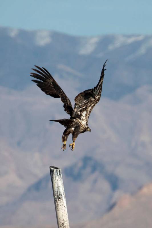 A juvenile bald eagle takes flight during the annual eagle survey conducted by the National Par ...