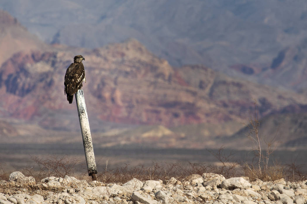 A juvenile bald eagle perches on a former buoy post during the annual eagle survey conducted by ...
