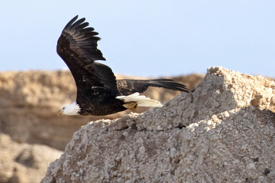 An adult bald eagle flies along the shore of Lake Mead during the annual eagle survey conducted ...
