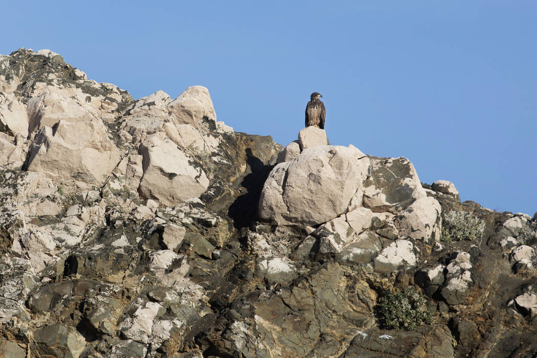 A juvenile bald eagle perches on the shores of Lake Mead during the annual eagle survey conduct ...