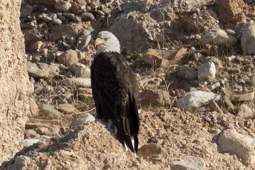 An adult bald eagle is counted for the annual eagle survey conducted by the National Park Servi ...
