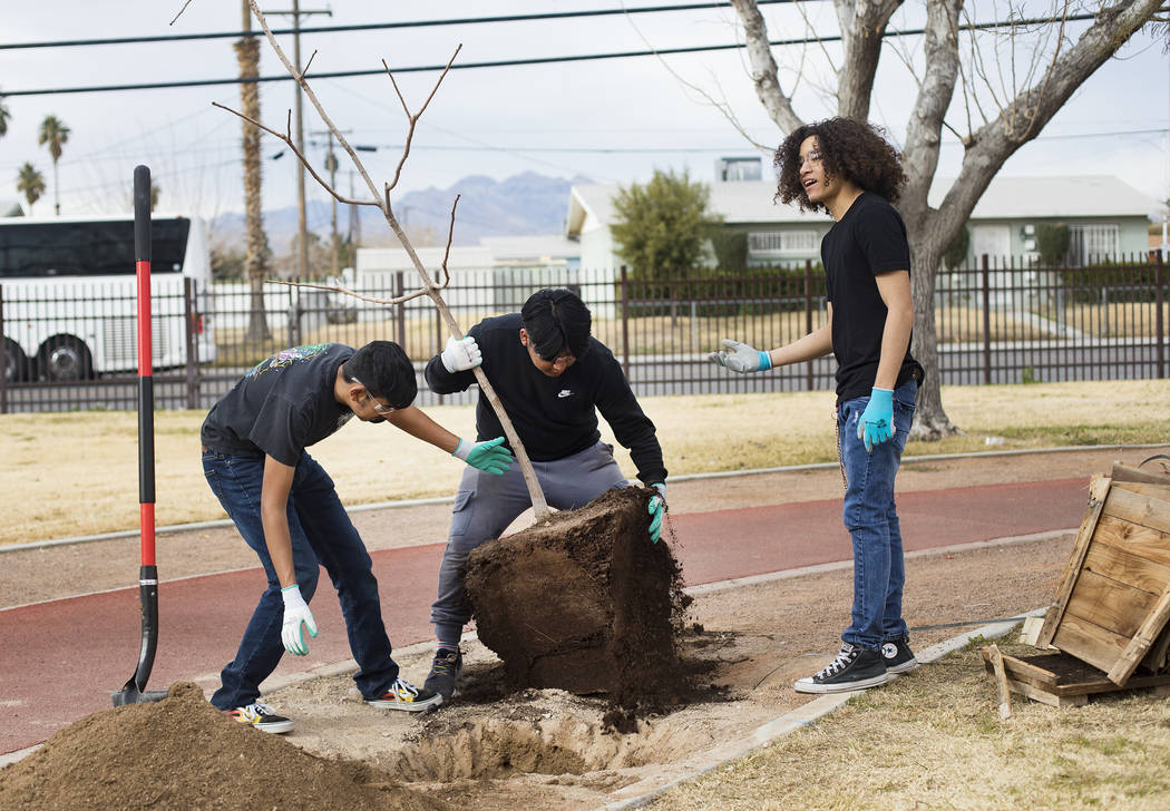 Students Jose Perez, 16, from left, Luis Zamora, 16, and Pedro Flores, 15, plant a tree at Dool ...