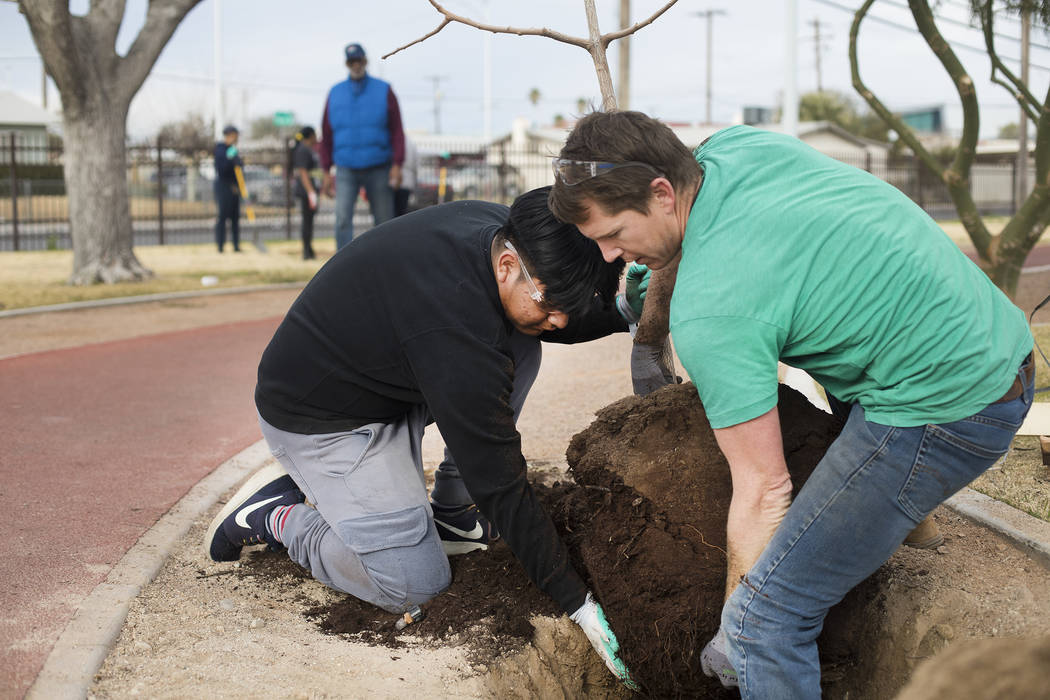 Luis Zamora, 16, gets help from Brad Daseler, the urban forester for the city of Las Vegas, pla ...