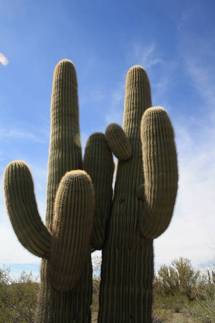 Wickenburg, Ariz., is surrounded by rolling Hills of typical Sonoran Desert vegetation includin ...