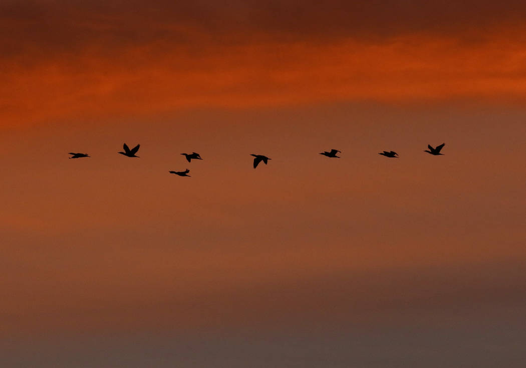 A flock of birds fly over McCarran International Airport during sunrise on Friday, Jan. 24, 202 ...