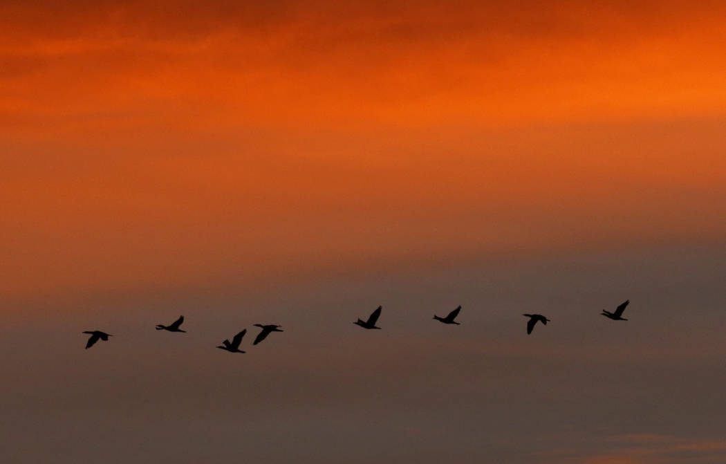 A flock of birds fly over McCarran International Airport during sunrise on Friday, Jan. 24, 202 ...