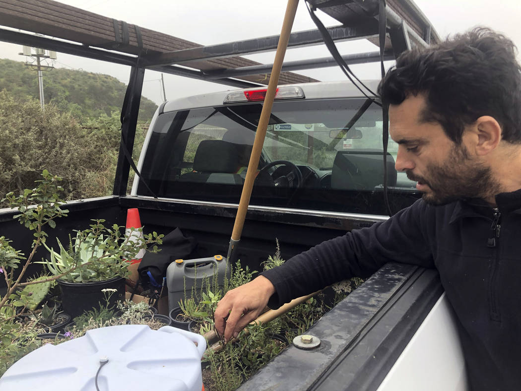 In San Diego, Daniel Watman reviews plants in a pickup truck before driving to Friendship Park ...