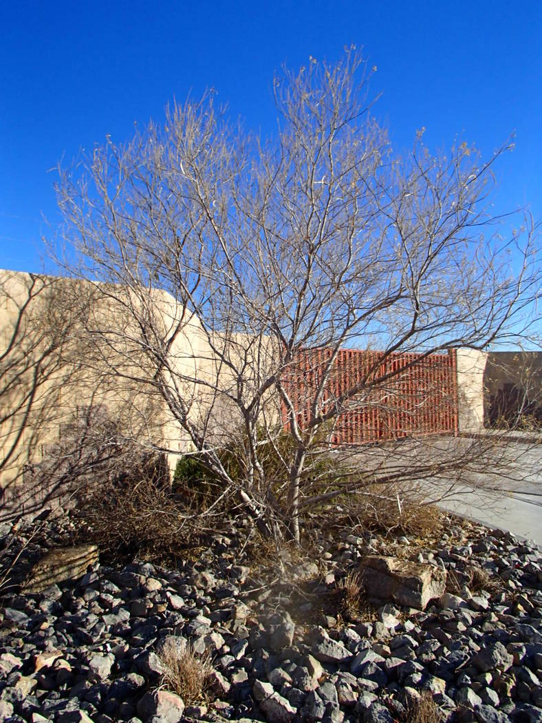 Desert willow can look shaggy during the winter because of the brown seed pods that hang from t ...