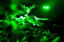 FILE - In this May 20, 2019, file photo, marijuana plants sit in a grow room under green lights ...
