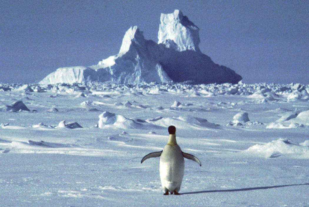 A penguin appears in Antarctica during the southern hemisphere's summer season. (AP Photo/Rodri ...
