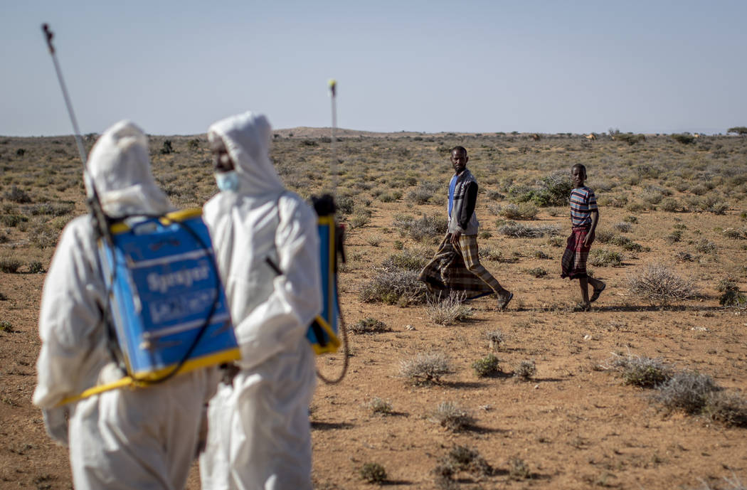 In this photo taken Tuesday, Feb. 4, 2020, Somali pest-control sprayers demonstrate their work ...
