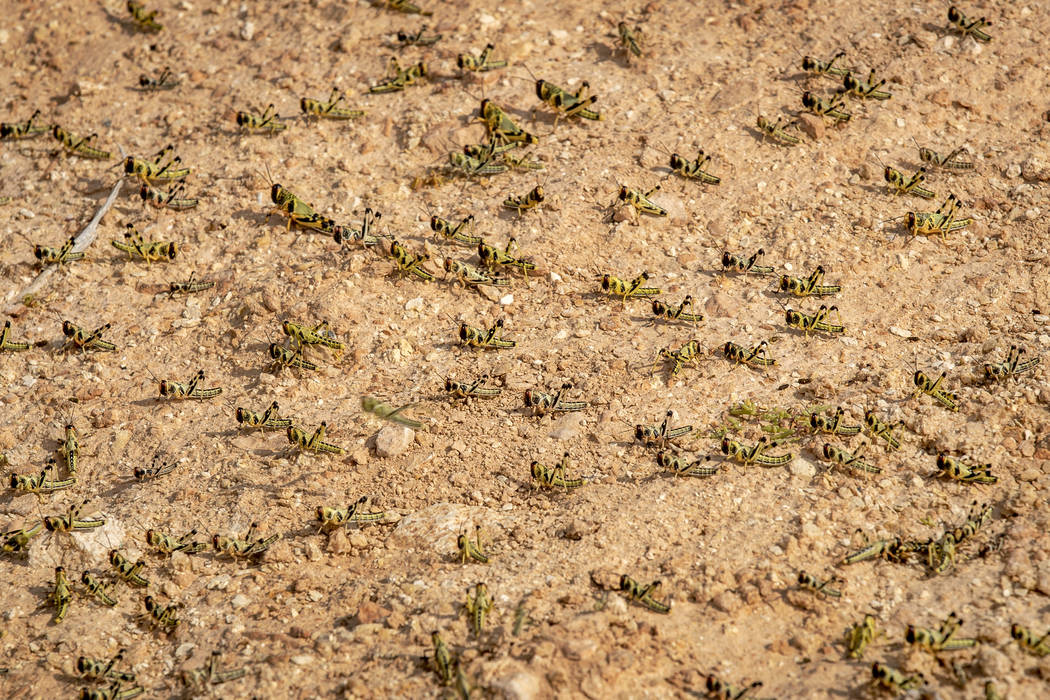 In this photo taken Wednesday, Feb. 5, 2020, young desert locusts that have not yet grown wings ...
