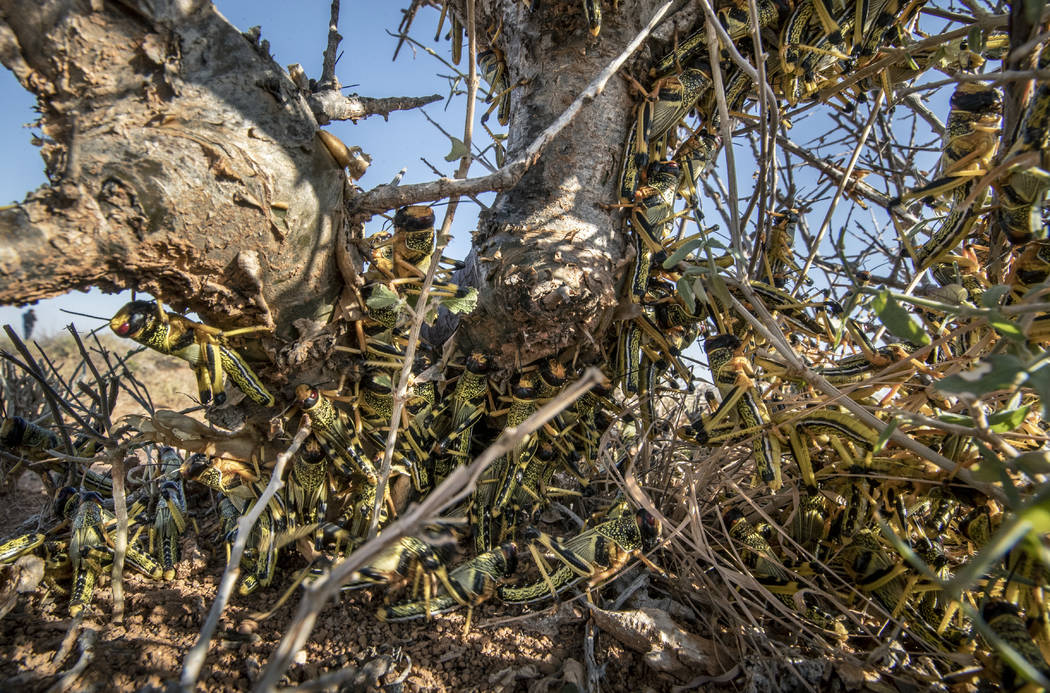 In this photo taken Tuesday, Feb. 4, 2020, young desert locusts that have not yet grown wings c ...