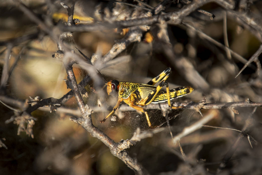 In this photo taken Tuesday, Feb. 4, 2020, a young desert locust that has not yet grown wings i ...