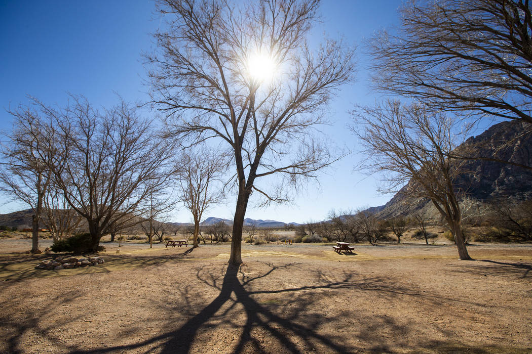 Picnic tables by trees at the former Bonnie Springs Ranch outside of Las Vegas on Friday, Feb. ...