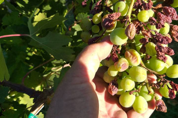 Delaying the final pruning of grapes helps reduce disease problems from developing on the grape ...