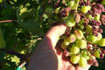 Delaying the final pruning of grapes helps reduce disease problems from developing on the grape ...