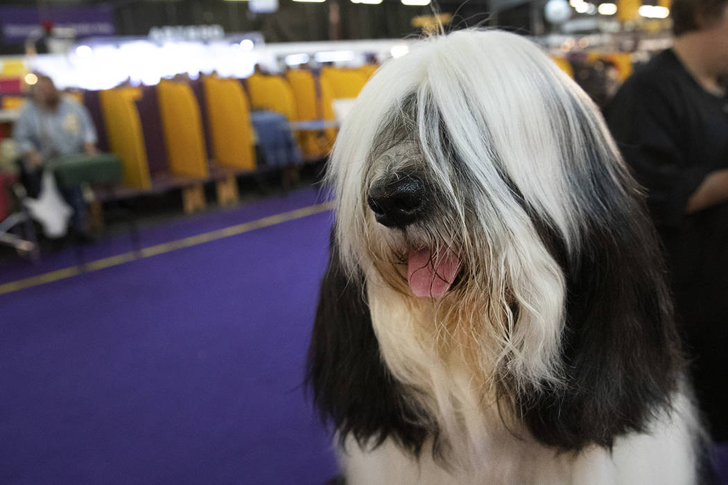 Baker, a Tibetan Terrier, is ready to compete in the 144th Westminster Kennel Club dog show, Mo ...