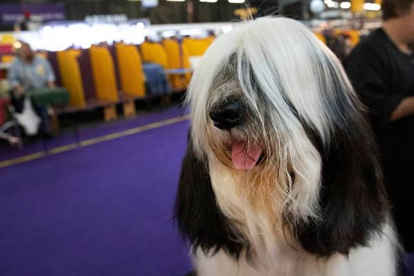 Baker, a Tibetan Terrier, is ready to compete in the 144th Westminster Kennel Club dog show, Mo ...