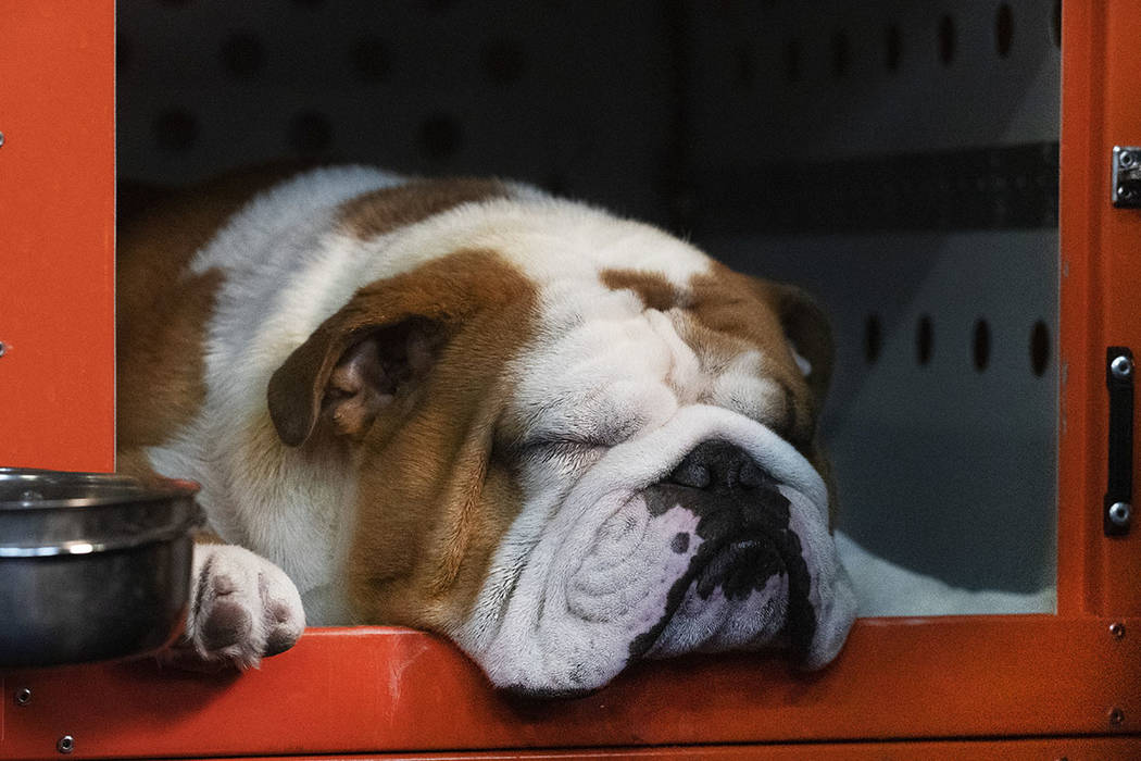 Thor the bulldog naps before competition at the 144th Westminster Kennel Club dog show, Monday, ...