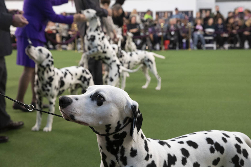 Dalmatians compete at the 144th Westminster Kennel Club dog show, Monday, Feb. 10, 2020, in New ...