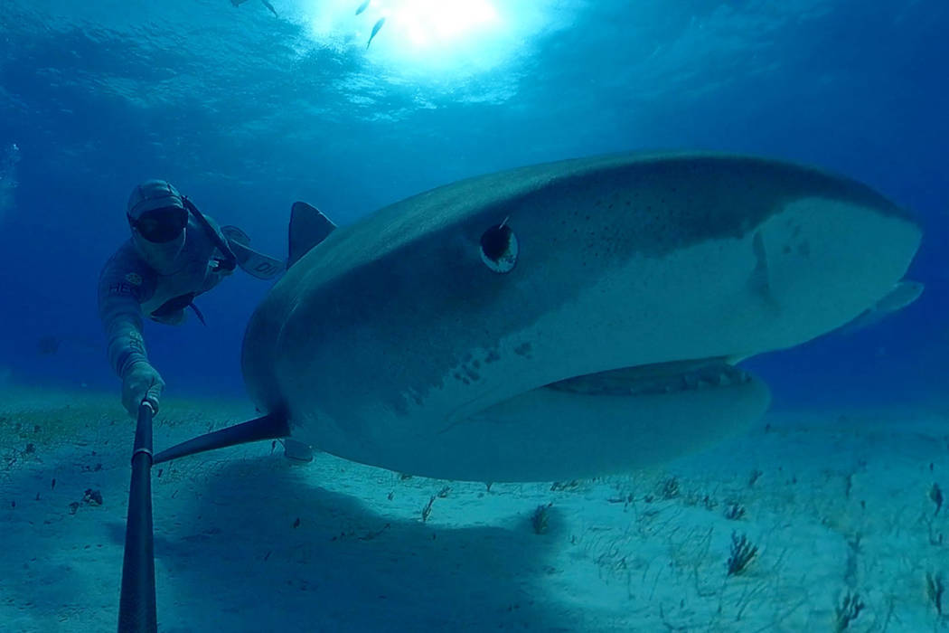 A still from the upcoming Shark Reef Aquarium virtual-reality film “Shark Dive.” (Courtesy, ...