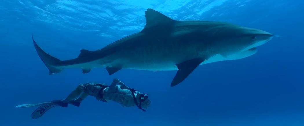 A still from the upcoming Shark Reef Aquarium virtual-reality film “Shark Dive.” (Courtesy, ...