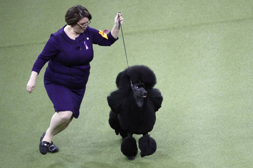 Siba, the standard poodle wins Best in Show at the 144th Westminster Kennel Club Dog Show Tuesd ...