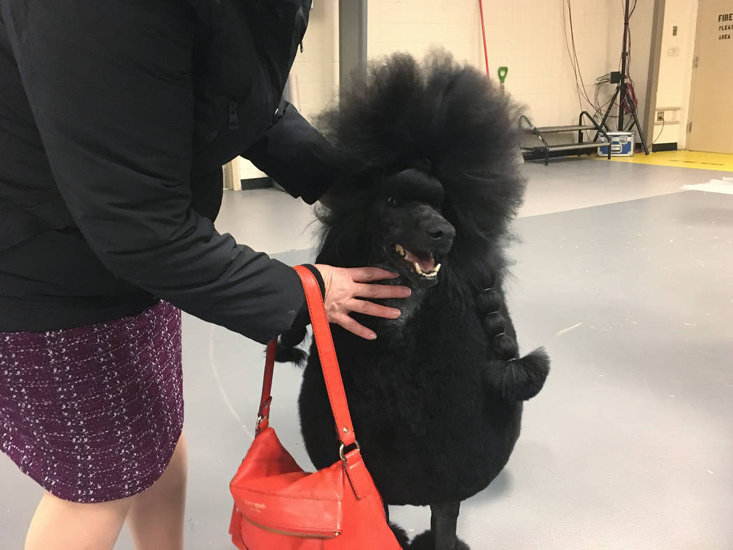 Siba the standard poodle won the nonsporting group at the Westminster Kennel Club on Monday, Fe ...