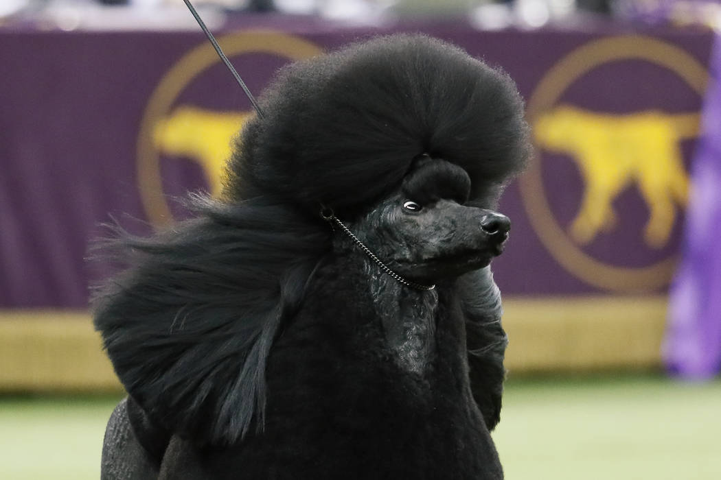 Siba, the standard poodle, competes for Best in Show during the 144th Westminster Kennel Club d ...
