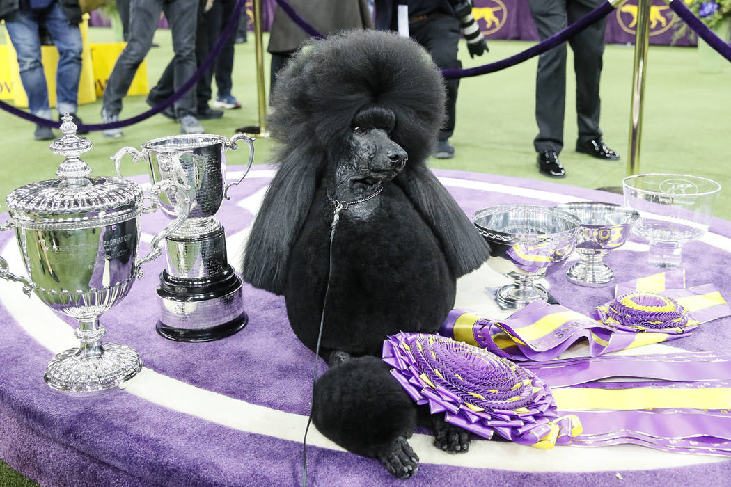 Siba, the standard poodle, poses for photographs after winning Best in Show in the 144th Westmi ...