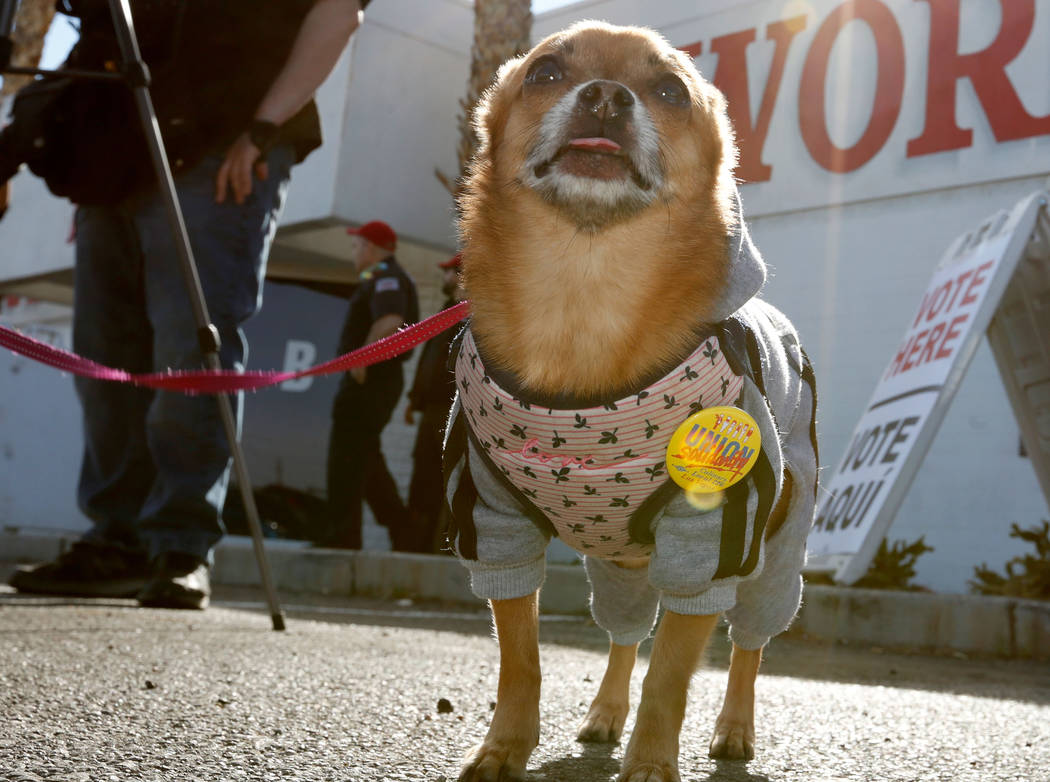 Lucy Khan, the dog who belongs to Bethany Khan, Culinary Workers Union Local 226 communication ...