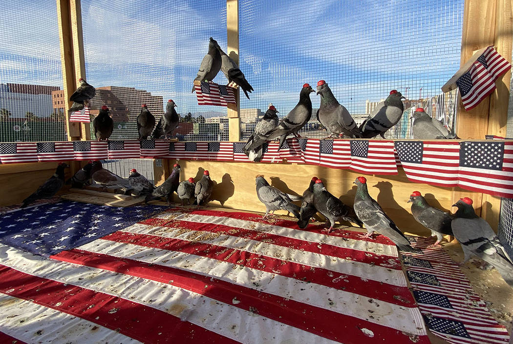 An anonymous group going by the acronym P.U.T.I.N. released birds fitted with Make America Grea ...