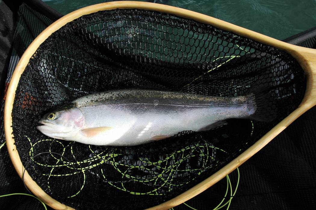 Some of the best trout fishing of the year takes place in the weeks just after the ice melts in ...