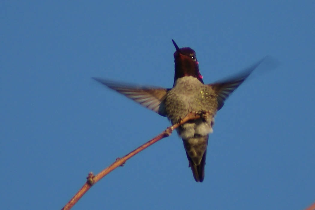 Allegro Park, where this Anna's hummingbird was warming up recently on a chilly morning, is one ...