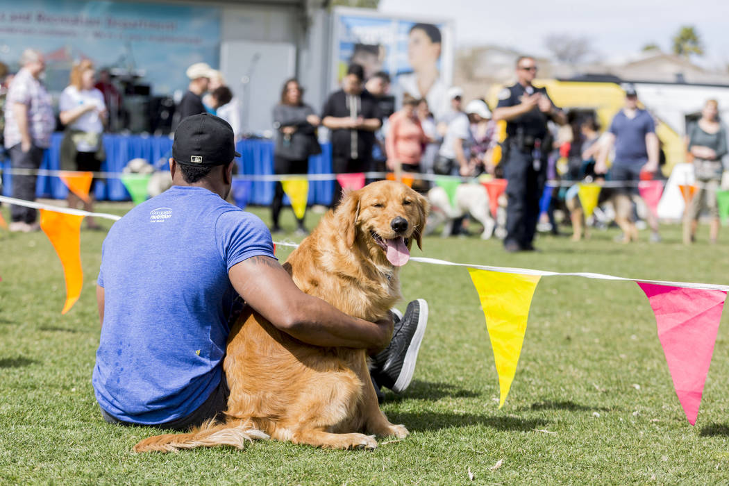 Chit, a male Golden Retriever sits with his owner as he watches a Henderson K9 police unit give ...