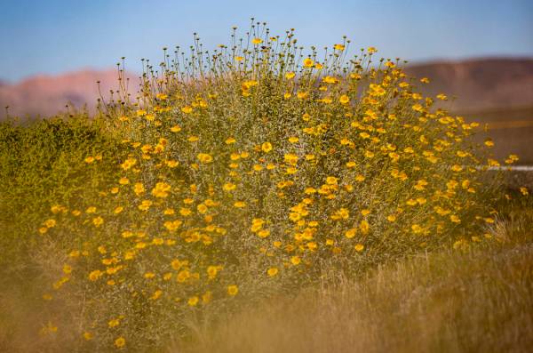 A view of wildflowers around the 33 Hole scenic overlook at Lake Mead National Recreation Area ...