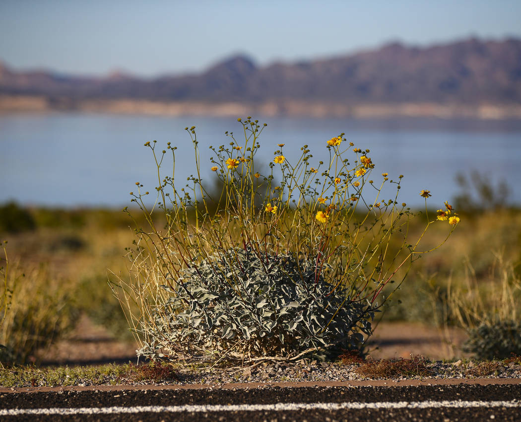 A view of wildflowers near Boulder Beach at Lake Mead National Recreation Area on Wednesday, Ma ...
