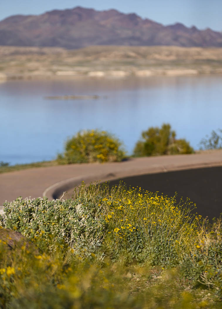 A view of wildflowers at the Sunset View scenic overlook at Lake Mead National Recreation Area ...