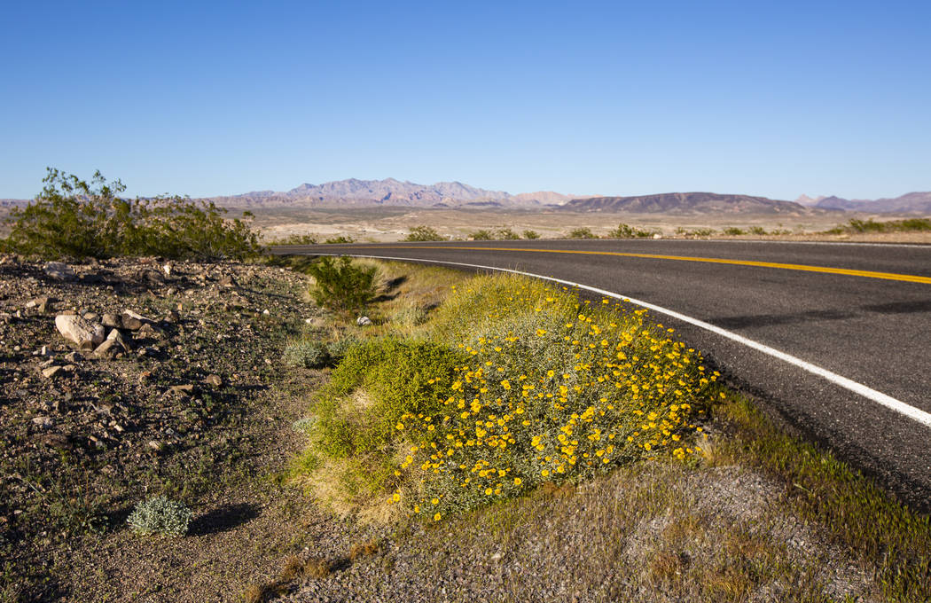 A view of wildflowers around the 33 Hole scenic overlook at Lake Mead National Recreation Area ...