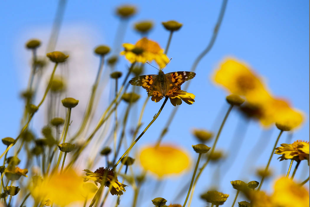 A butterfly lands on a wildflower around the 33 Hole scenic overlook at Lake Mead National Recr ...