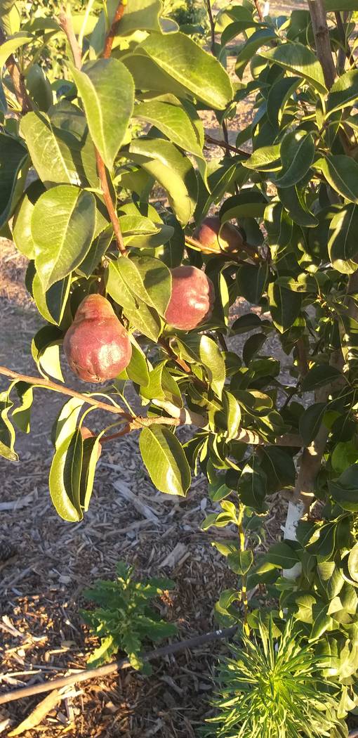 Bob Morris Red Barlett pear tree is a late producing fruit tree. (Bob Morris)